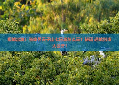 桐城去张家界天子山七日游