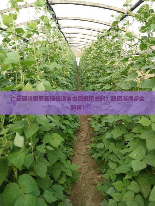 广安到张家界玻璃栈道自由团